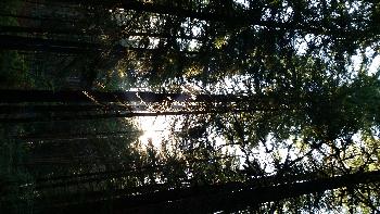 Whitcomb Creek Camping, 2016