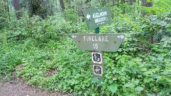 Forest Park: Fire Lane 15 - 2018