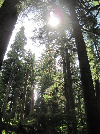 Twin Firs, Mt. Rainier - 2012