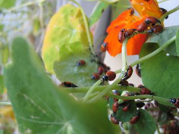 Ladybugs, 2010