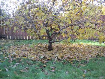 Medlar Leaves, 2011