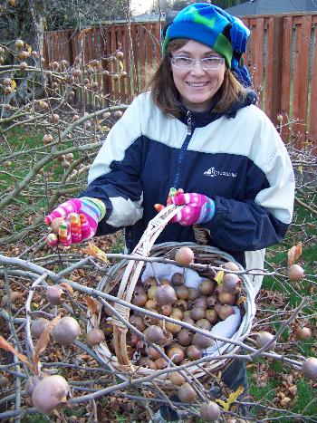 Medlar Picking, 2009