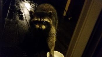 Raccoons on our Deck!