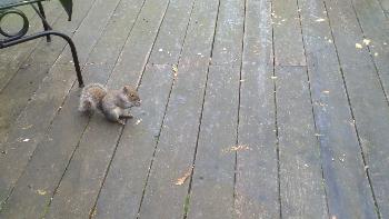 Squirrels!