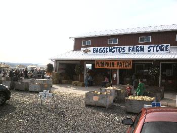 Pumpkin Patch, 2010