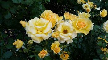 Rose Garden, 2016
