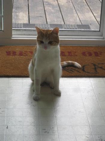 Marmalade, 2012
