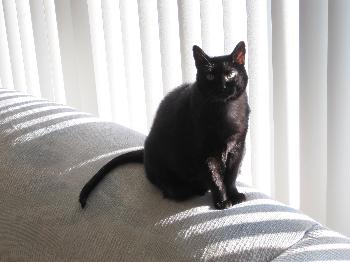 Cat with Issues, 2010