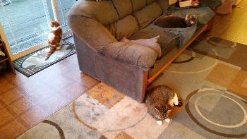 Three Cats and a Rabbit, 2014