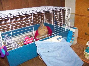 Rabbits (and Whiskers), 2007