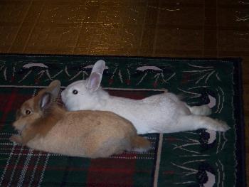 Rabbits, 2008