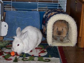 Rabbits, 2009