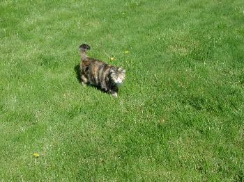 Whiskers, 2002