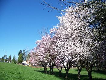 Early Spring Trees, 2010