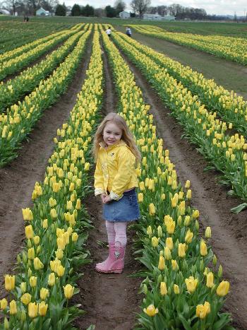 Tulip Fields, 2006